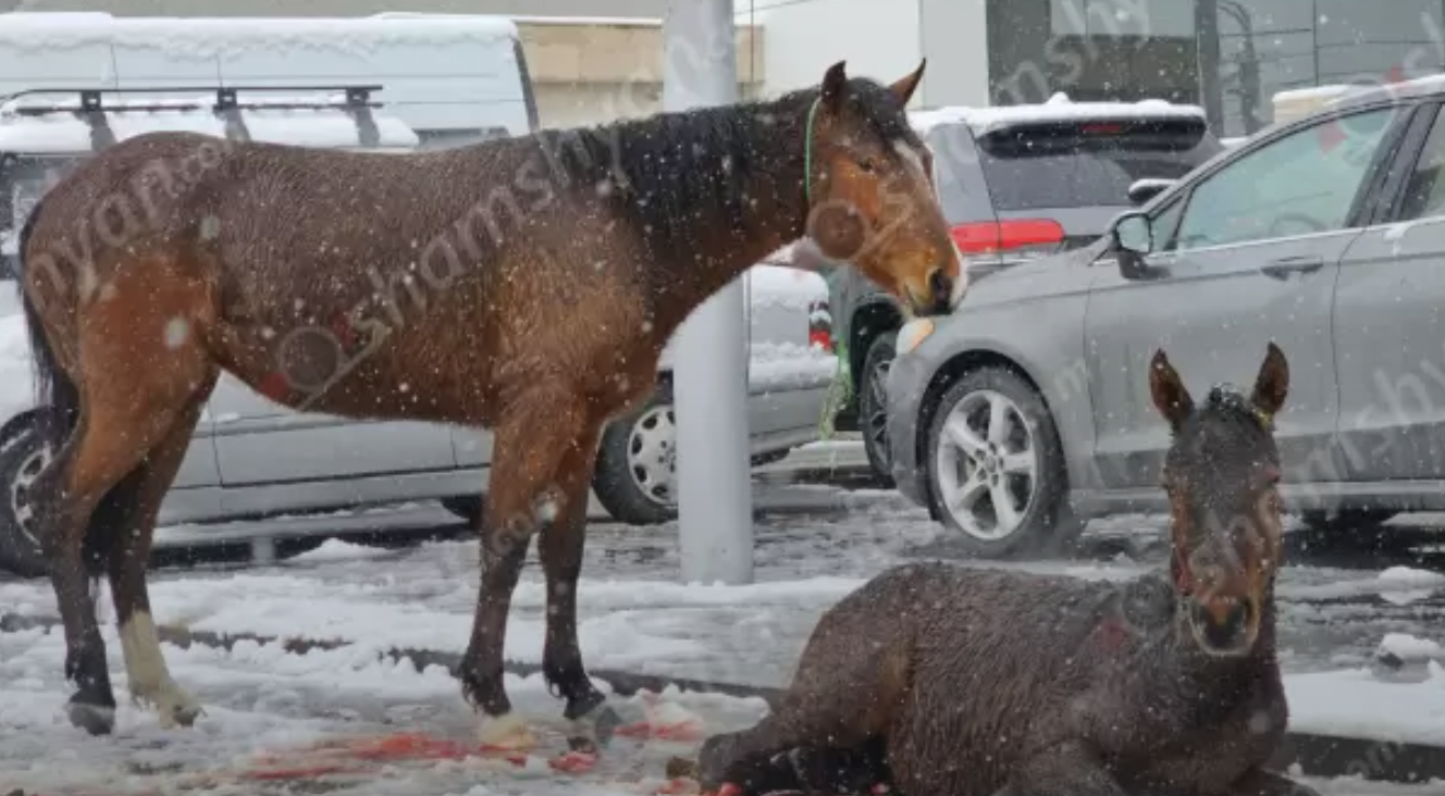 Վիրավոր քուռակը և ձին՝ Երևանում