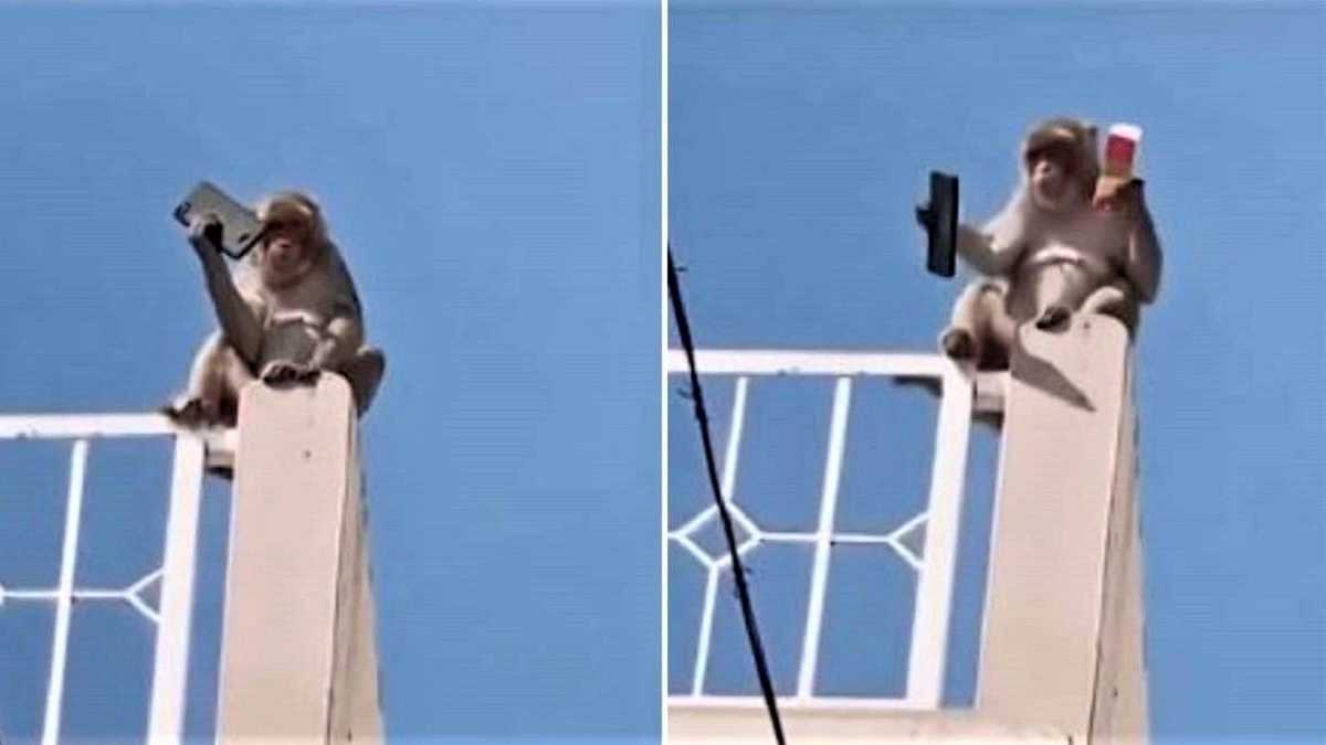 Ինչպես է տղամարդուն հաջողվել վերադարձնել կապիկի գողացած հեռախոսը