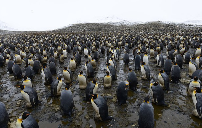 Անտարկտիդայում պինգվինների անհայտ գաղութներ են հայտնաբերվել