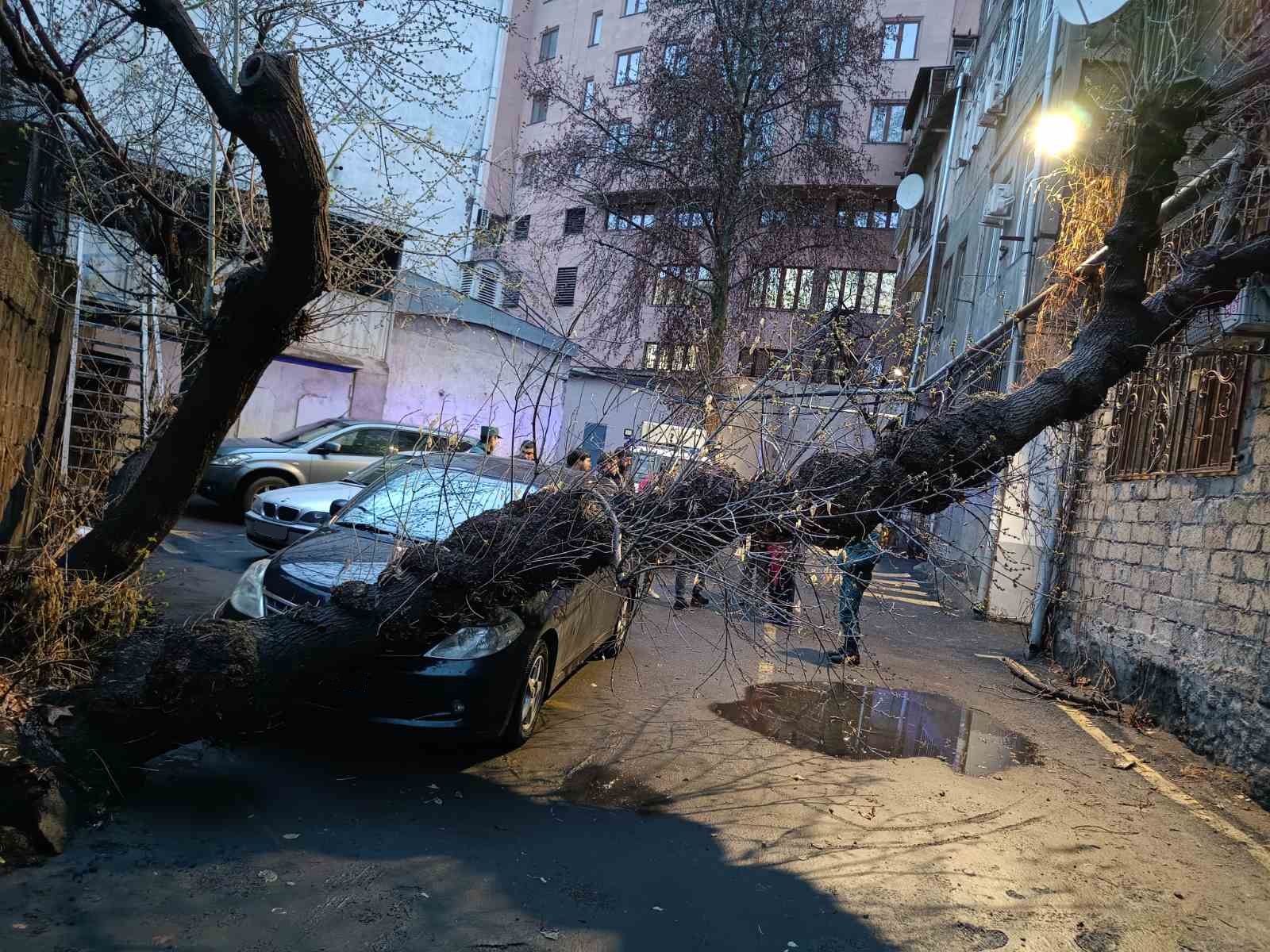 Փրկարարները մասնատել են ծառը և տեղափոխել անվտանգ տարածք
