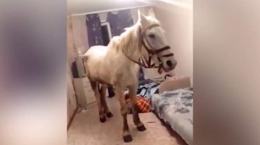Ձին՝ հինգերորդ հարկի բնակարանում. անասնաբուծական ֆերմայի բանվորը «մարտիության նվերի» համար ենթարկվել է պատասխանատվության