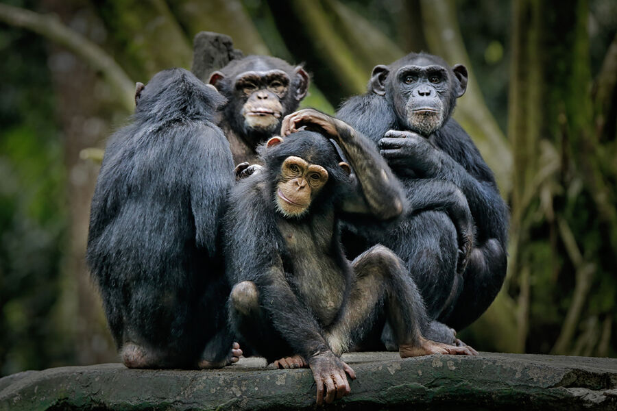 Բրածո կապիկի ներքին ականջը պատկերացում է տալիս ուղիղ քայլվածքի զարգացման մասին