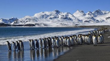 Անտարկտիդայում նկարահանվել է հարյուրավոր պինգվինների առաջին լողալը