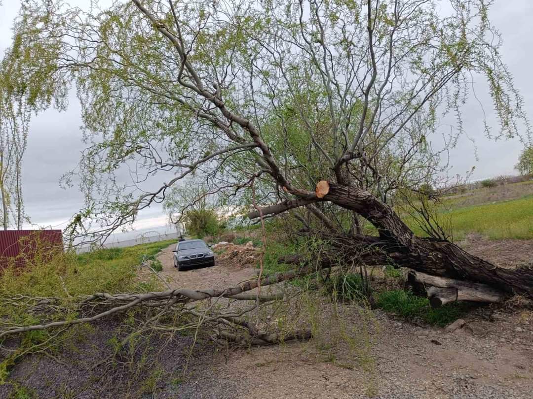 Գեղանիստ գյուղում ծառն ընկել է ճանապարհի երթևեկելի հատված
