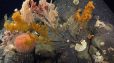 Գիտնականները օվկիանոսի խորքերում հայտնաբերել են անհայտ արարածների կերպարներ և նկարահանել