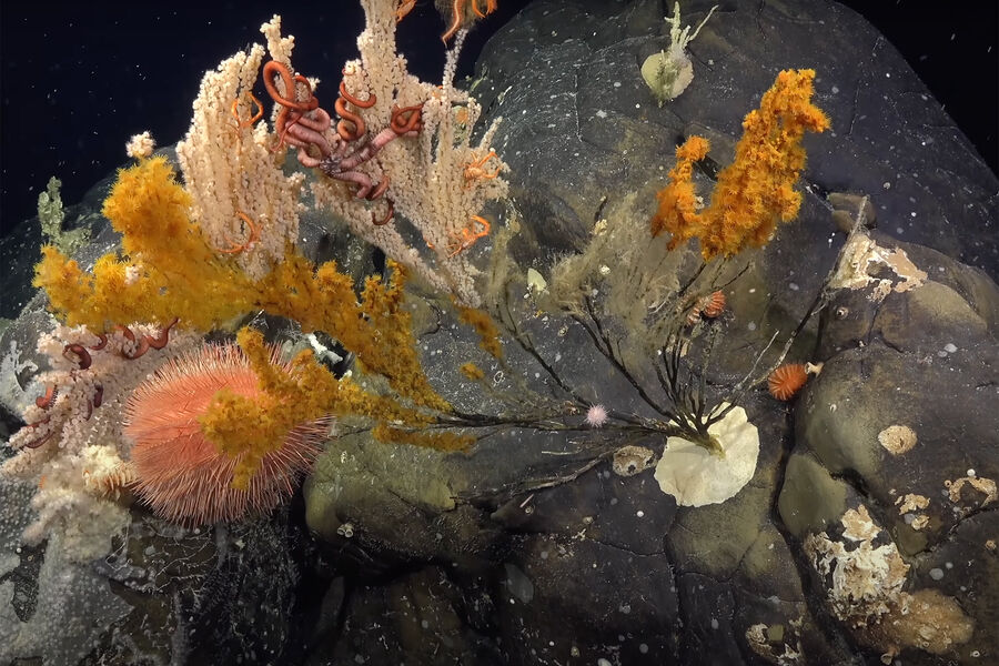 Գիտնականները օվկիանոսի խորքերում հայտնաբերել են անհայտ արարածների կերպարներ և նկարահանել