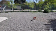 Երևանի վարչական շրջաններում ընտանի շների համար կառուցվել են հատուկ զբոսայգիներ
