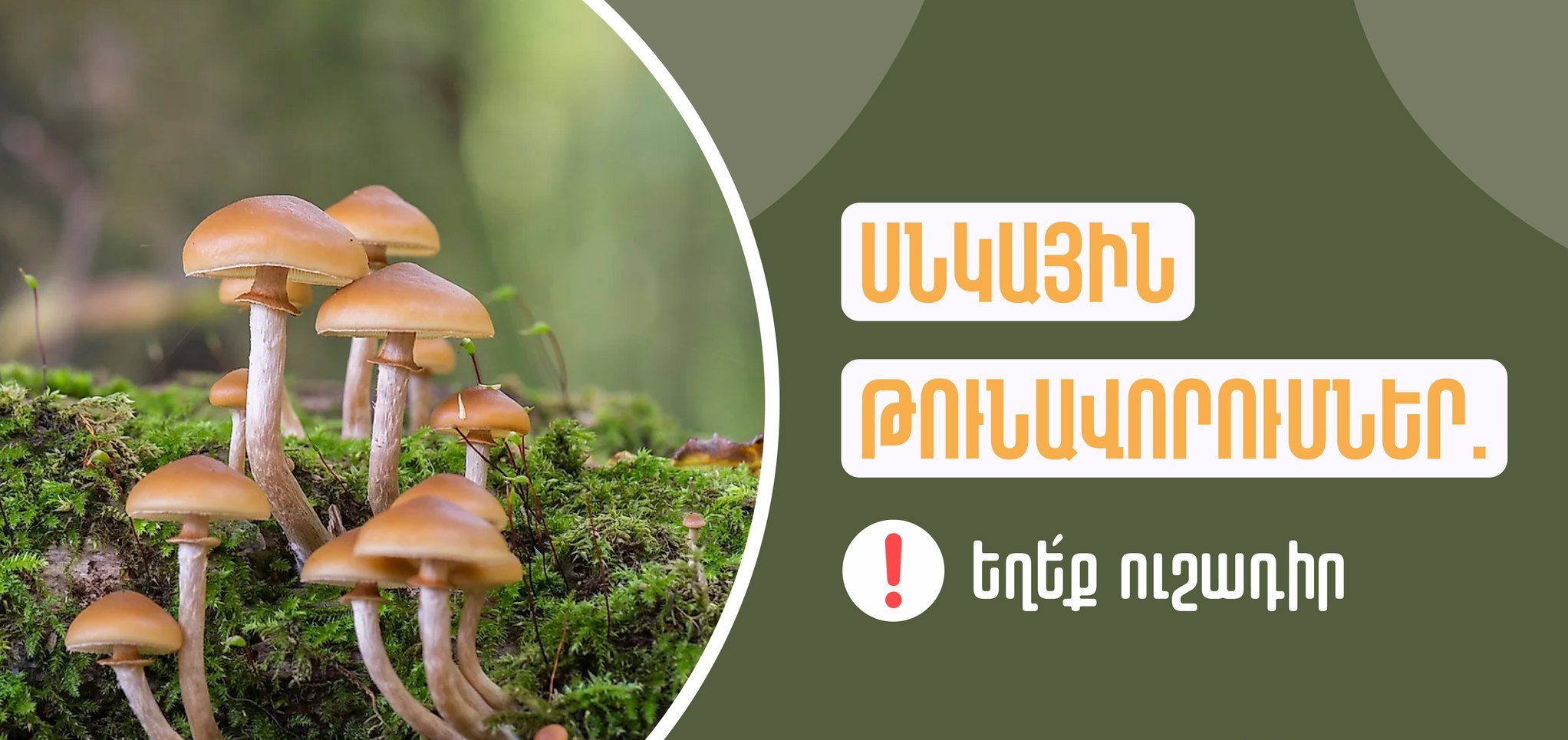 Այս տարի սնկից թունավորվել է 8 մարդ. Առողջապահության նախարարության խորհուրդները