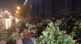 Երևանում ծառը ընկել է էլեկտրական լարերի վրա և մասամբ փակել ճանապարհի երթևեկելի հատվածը