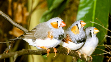 Գիտնականները պարզել են, որ թռչունների ուղեղը կարող է վերականգնվել կաթվածից հետո