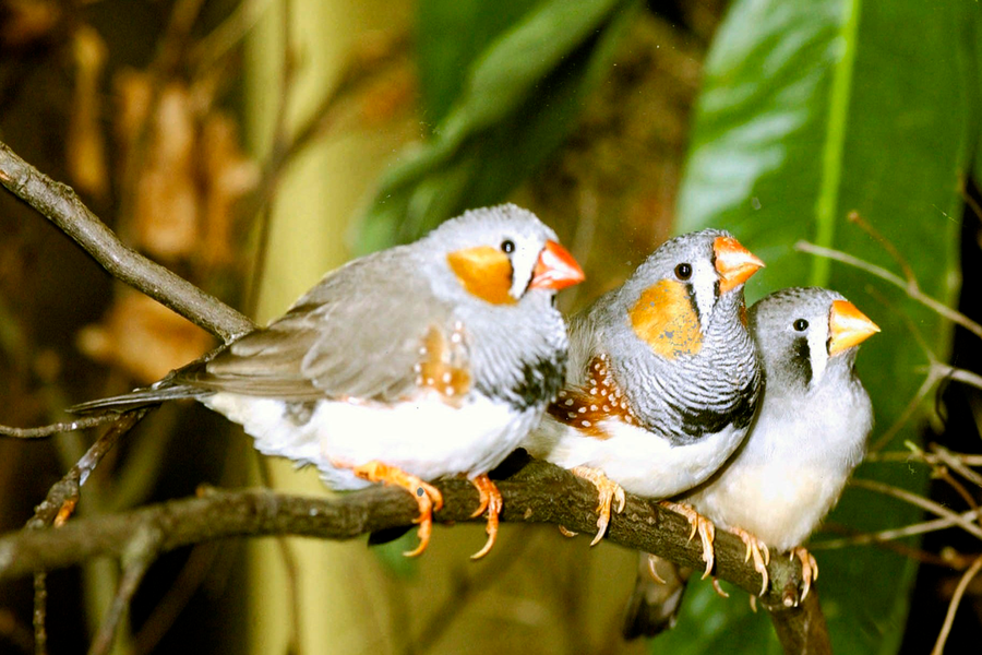 Գիտնականները պարզել են, որ թռչունների ուղեղը կարող է վերականգնվել կաթվածից հետո