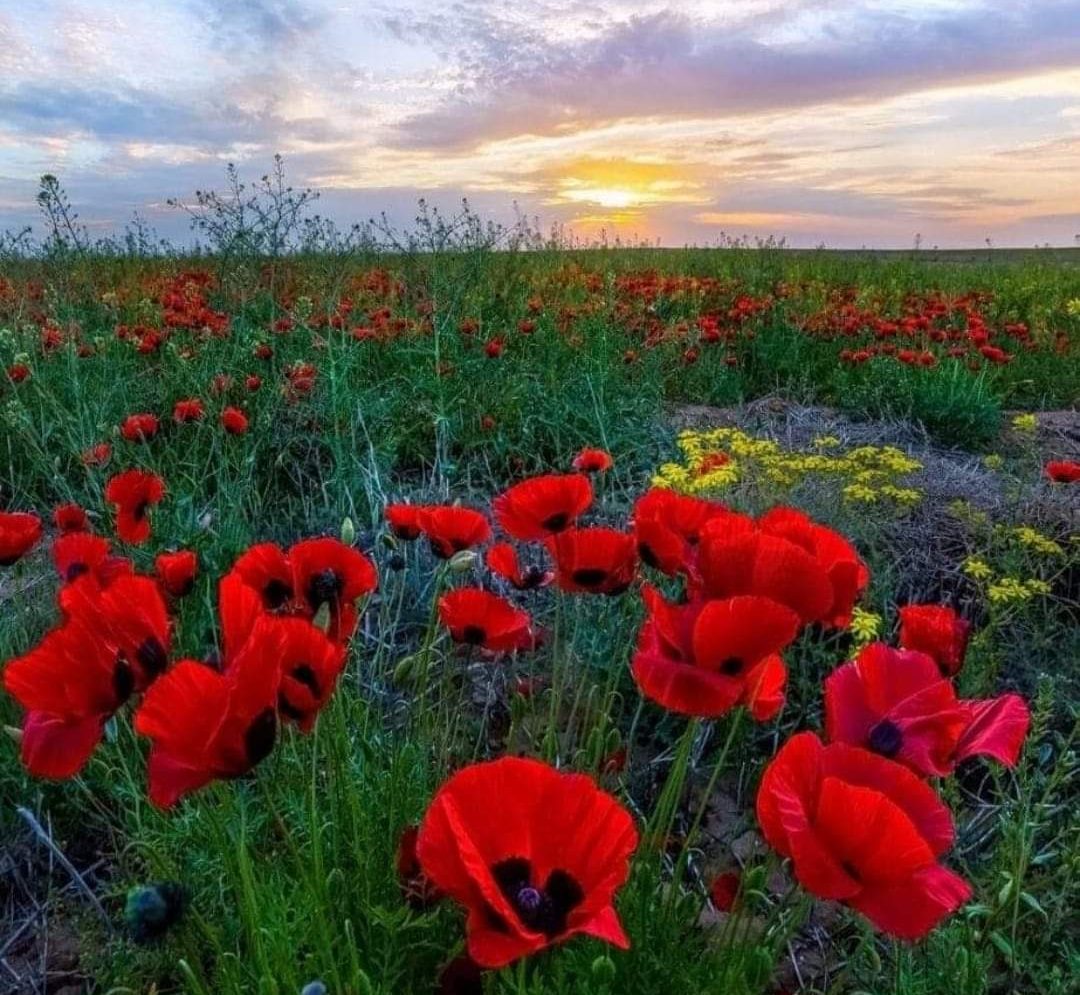 Առաջիկա օրերի եղանակային կանխատեսումը