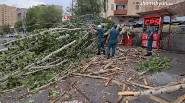 Երևանում հսկայական ծառն արմատից կոտրվել ու տապալվել է. երթևեկությունը կանգնել է