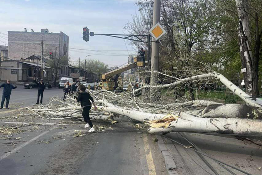 Երևանում վերջին 6 ամսում տապալվել է ավելի քան 100 ծառ. քաղաքապետարան