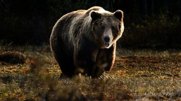 Արջը մտել  է բակ ու հարձակվել թոշակառուի վրա
