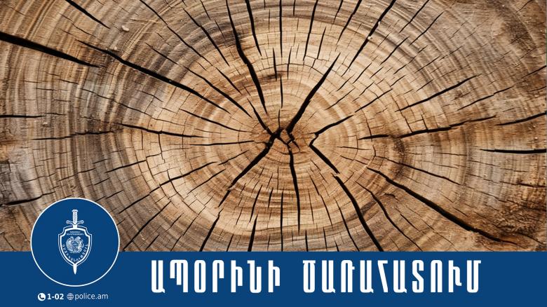 Ապօրինի հատել էր եղևնի. Կապանի համայնքային ոստիկանների բացահայտումը