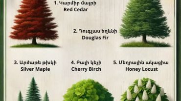 Որո՞նք են օդը մաքրող լավագույն ծառատեսակները