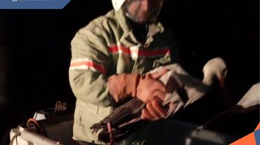Փրկարարներն արագիլին դուրս են բերել արգելափակումից