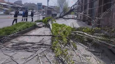 Երևանում ուժեղ քամու հետևանքով հաստաբուն ծառն արմատից պոկվել էր և փակել մայթը