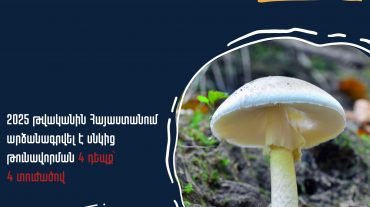 Ոչ բոլոր սնկերն են ուտելի. Առողջապահության նախարարության զգուշացումը