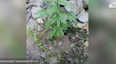 Վաղարշապատի ոստիկանների կասկածը հաստատվեց. հայտնաբերվեցին կանեփի խնամված բույսեր ու մարիխուանա