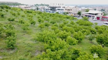 Երևանում ընդհանուր առմամբ շուրջ 55 հա կանաչ տարածք է ավելացվել