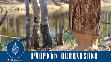 Ապօրինի ծառահատում կատարած տղամարդը հայտնաբերվել է