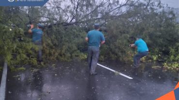 Փրկարարները մասնատել և հեռացրել են տապալված ծառերը