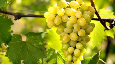 Խաղողի բերքատվության կանխատեսում
