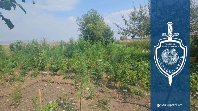 Գավառում տղամարդը տնամերձ հողամասում կանեփ էր աճեցնում․ համայնքային ոստիկանների բացահայտումը